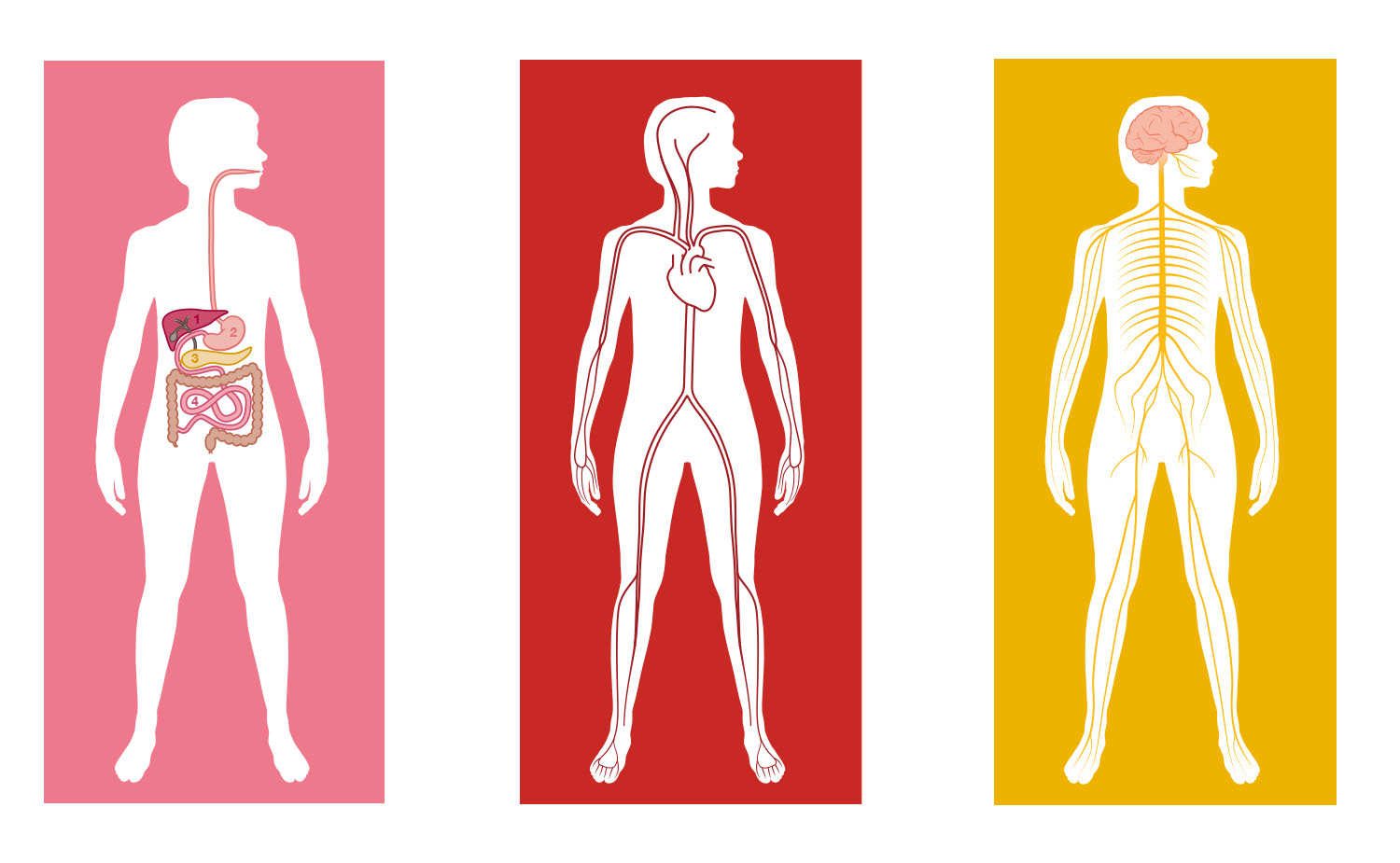 begrijp_je_lichaam_1