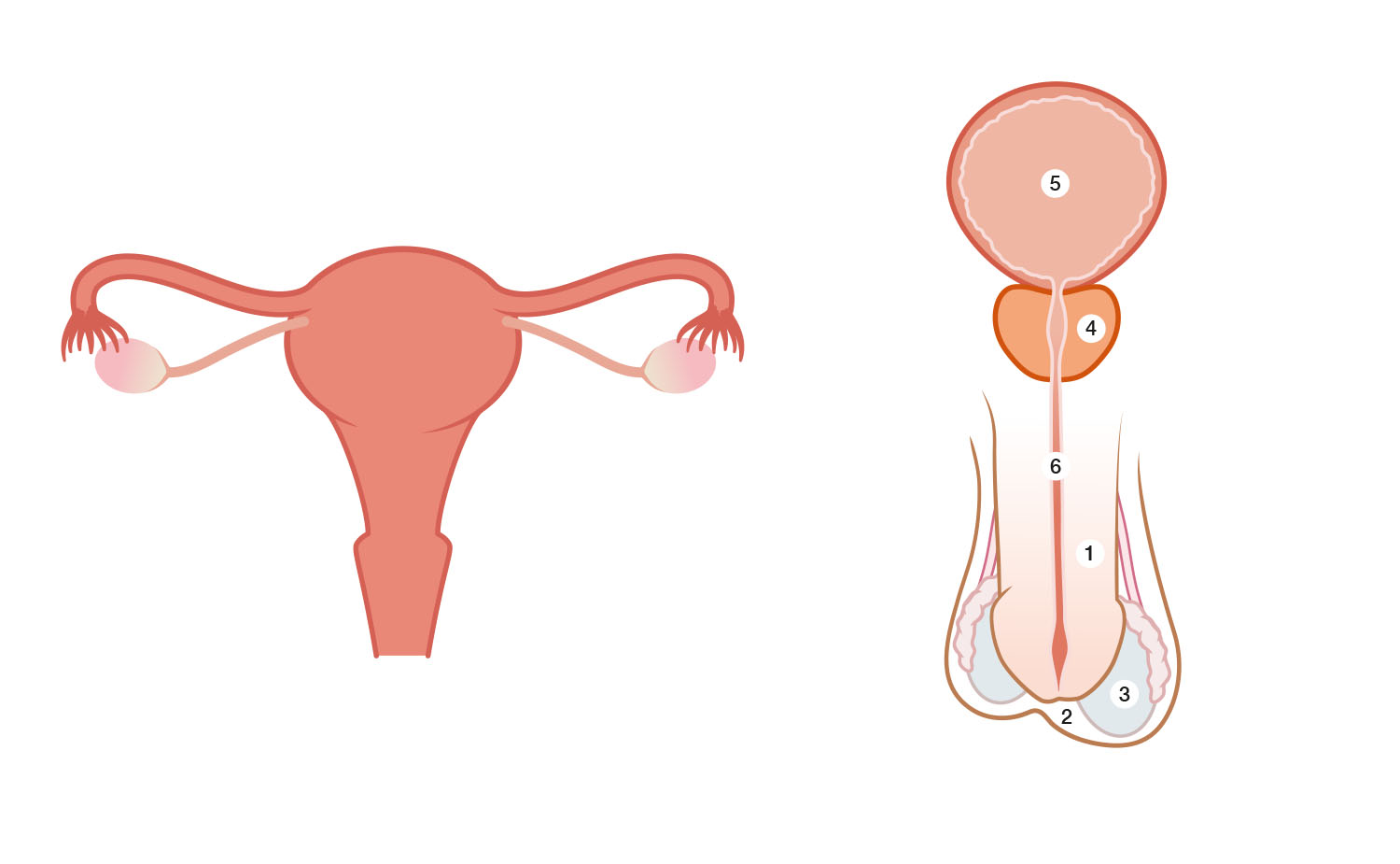 begrijp_je_lichaam_3